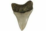Serrated, Fossil Megalodon Tooth - North Carolina #183345-1